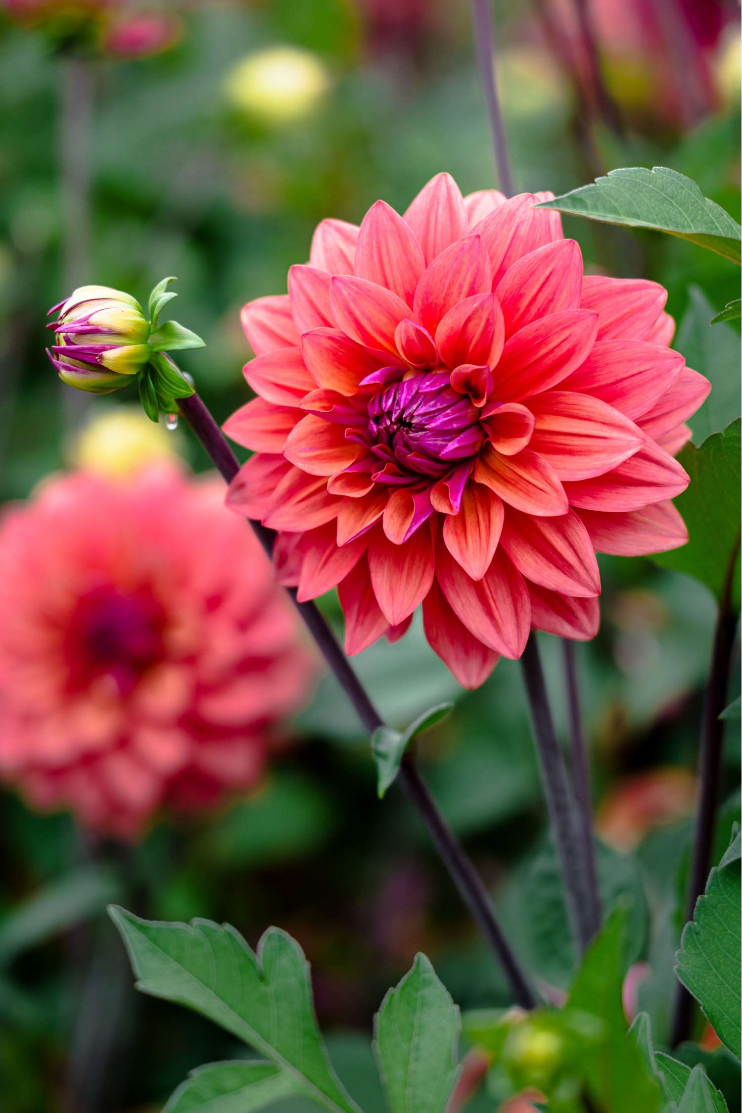 Dahlie ‘American Dawn’